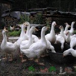 Огляд домашніх гусей, їх характеристика, фото і відео