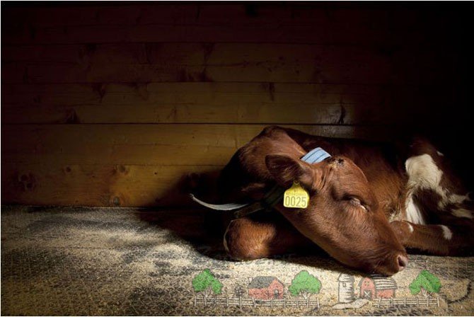 Хвороба післяпологовий парез у корів: його симптоми і лікування