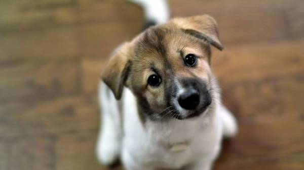 Ячмінь у собаки на оці: причини та способи лікування