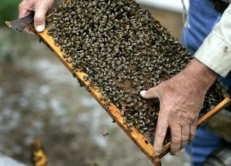 Роїння бджіл: як запобігти лихові на пасіці (відео)