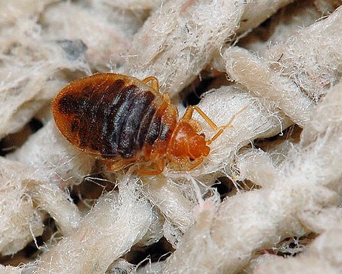 Знищення комах в квартирі: що важливо знати про цю процедуру