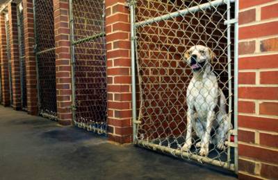 Симптоми і ознаки чумки собак