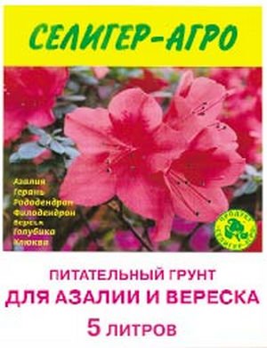 Розмноження та догляд за азалією кімнатній в домашніх умовах
