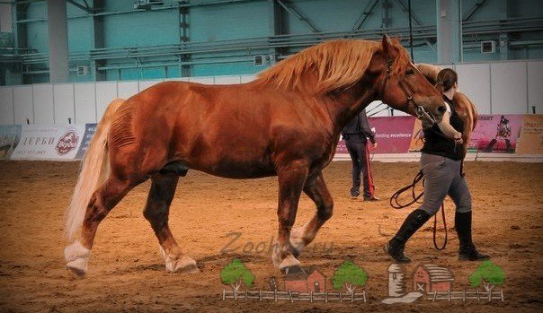 Важковозні породи коней, їх опис, фото і відео
