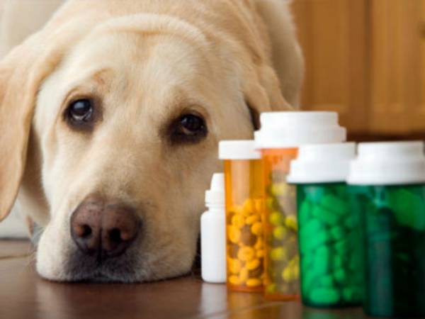 Інсульт у собак: симптоми і лікування хвороби