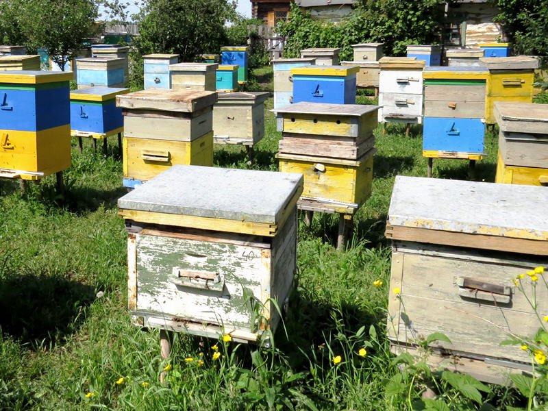 Бджільництво для початківців: корисні поради та відео