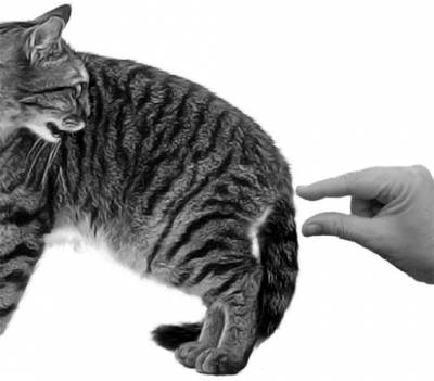 Крипторхізм у котів