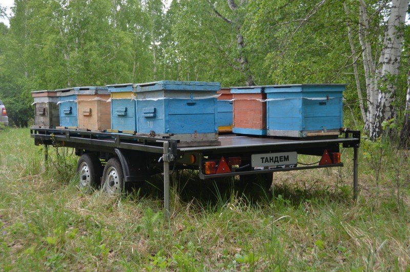 Павільйонне утримання бджіл: опис і відео
