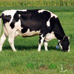 Огляд Голштинської породи корів, їх характеристика та фото