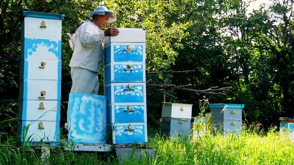 Утримання бджіл в багатокорпусних вуликах: опис і відео