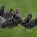 Чим відрізняється заєць від кролика