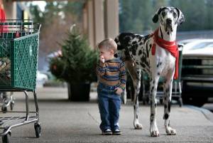 Найбільша собака у світі: ТОП 3 рейтинг