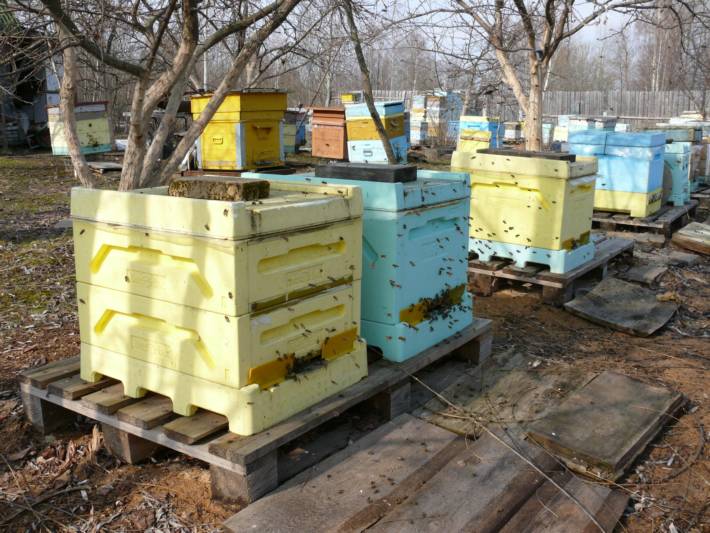 Пронос у бджіл навесні і взимку: причини і методи лікування