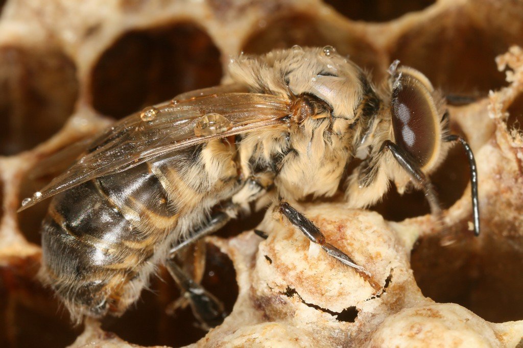 Країнський порода бджіл Карника (Carnica) та її характеристика