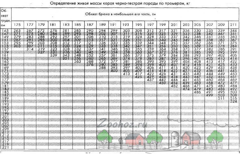 Скільки в середньому важить корова і як виміряти її вага