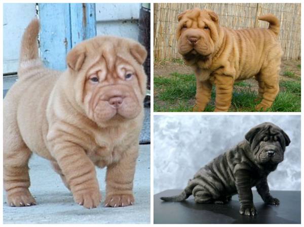 Породи собак з упертим характером