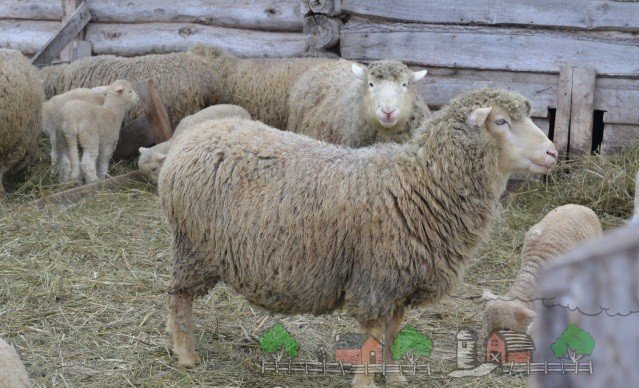 Огляд овець Куйбишевської породи: їх опис та фото