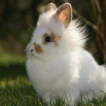 Декоративнй ангорський кролик: огляд породи і фото