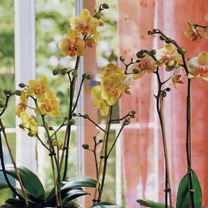 Камбрія   догляд в домашніх умовах за орхідеєю після цвітіння