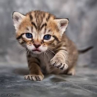 Кастрація котів: шкода чи користь?