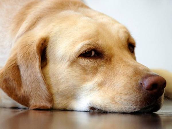 Мастопатія у собак   небезпека для життя улюблениці