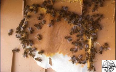 Весняна підгодівля бджіл