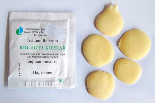 Знищення домашніх мурашок в квартирі Знищення домашніх мурашок в квартирі