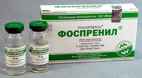 Імуномодулятори для собак: основні відомості та принцип застосування