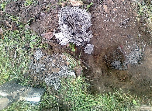 Земляні оси: як позбутися від цих комах безпечно для свого здоровя