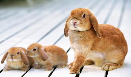 Основні хвороби кроликів і заходи боротьби з ними