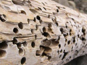 Шкідники деревини: народні, хімічні способи боротьби з ними