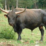 Огляд племінних биків, їх опис, фото і відео