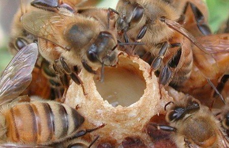 Бджолине маточне молочко в гранулах: як приймати, пити і зберігати