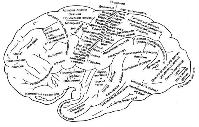 Будова головного мозку і його функції