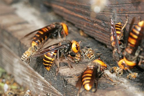 Шершні вбивці проти бджіл: хто кого?