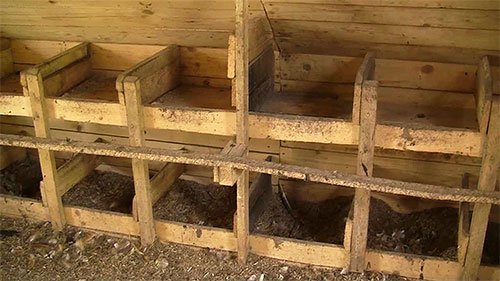 Курячі блохи і як від них позбавитися