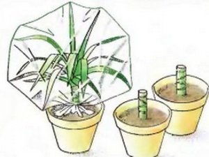 Проблеми, хвороби, пересадка і догляд в домашніх умовах за юкою