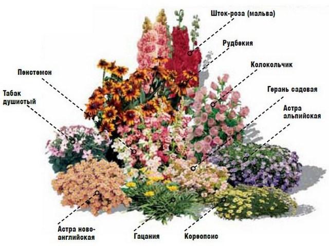 Клумба безперервного цвітіння з багаторічників і однорічників (схеми)