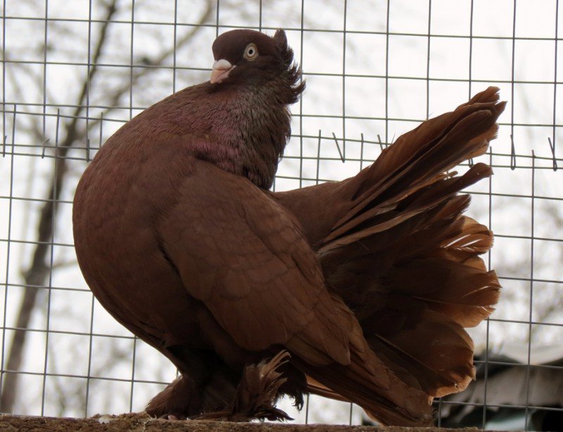 Огляд ставних голубів, їх опис, відео та фото