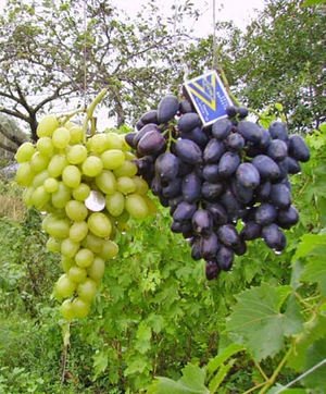 Опис винограду сорту Аркадія і Настя рожева
