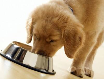 Хвороби нирок у собак: симптоми і лікування