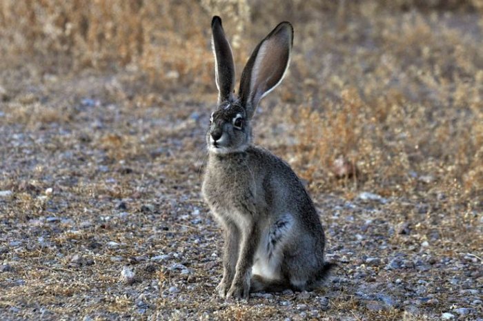 Огляд річкового кролика: його опис, фото і відео