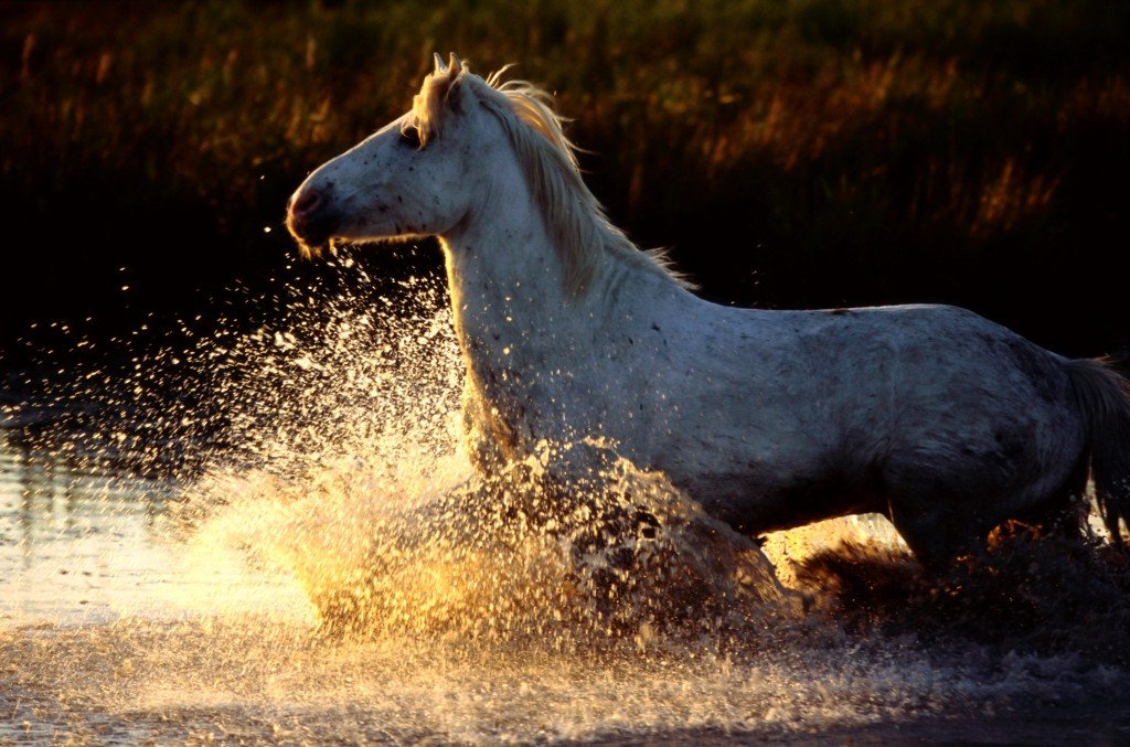 Що їдять коні і чим їх годувати: корисні поради і фото