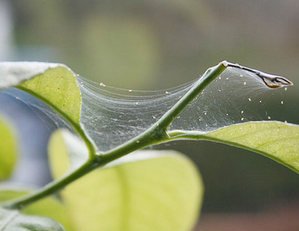 Методи боротьби з павутинним клещем на кімнатних рослинах