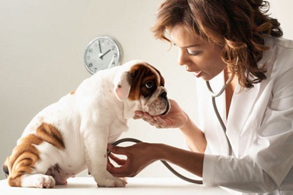 Несправжня вагітність: симптоми і ознаки