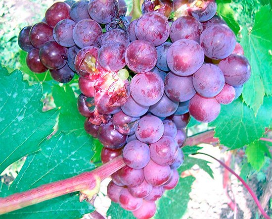 Як уберегти виноград від ос: захищаємо свій урожай