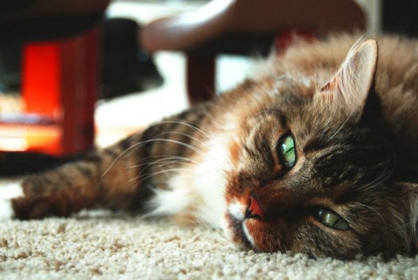 Лімфосаркома у кішок: основні відомості, діагностика і лікування