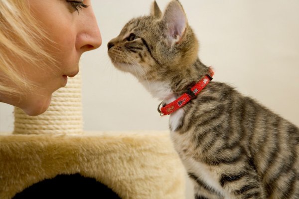 Діагностика та лікування гаймориту у кішок