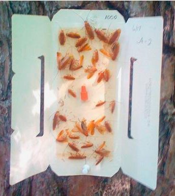 Боротьба з тарганами в квартирі: від народних засобів до сучасних ефективних способів виведення Боротьба з тарганами в квартирі: від народних засобів до сучасних ефективних способів виведення