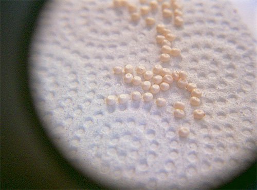 Міль і її фото (а також кілька слів про меблеву моль)